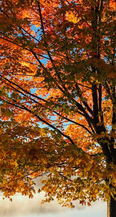 Healthy seedlings ready to grow into fruit trees