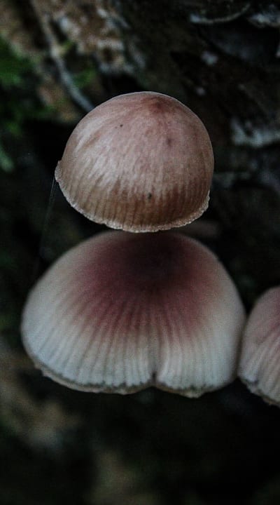 Damping-off disease affects young seedlings, causing collapse and death.