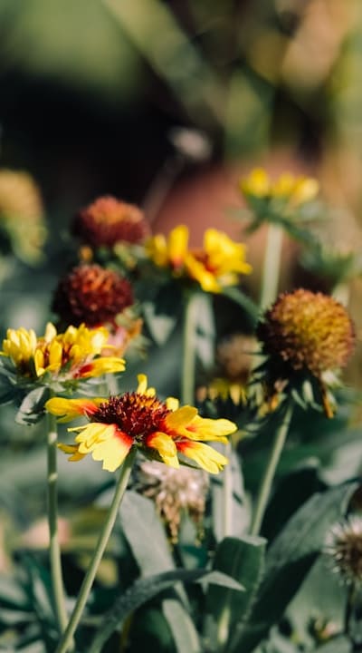 Transplant seedlings into well-draining soil in a sunny spot.