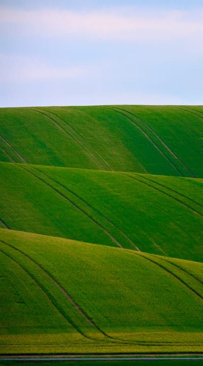 Healthy green bean seedlings ready for planting
