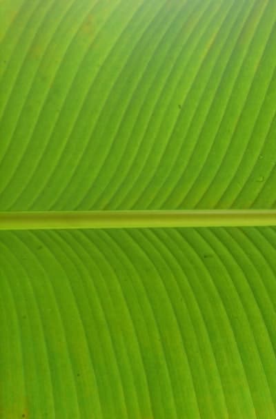 Emerging green bean seedlings in soil