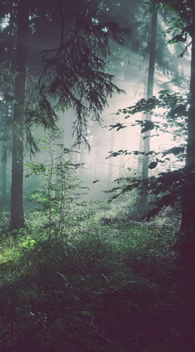 Adequate light is essential for healthy seedling growth.