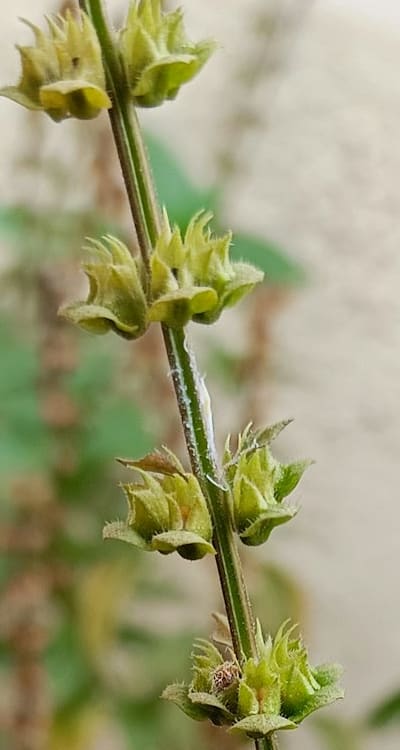 Gradually expose the herb seedlings to outdoor conditions.
