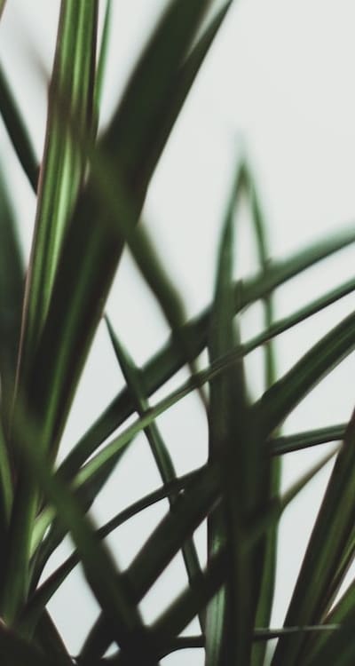 Minimize transplant shock by handling seedlings with care.