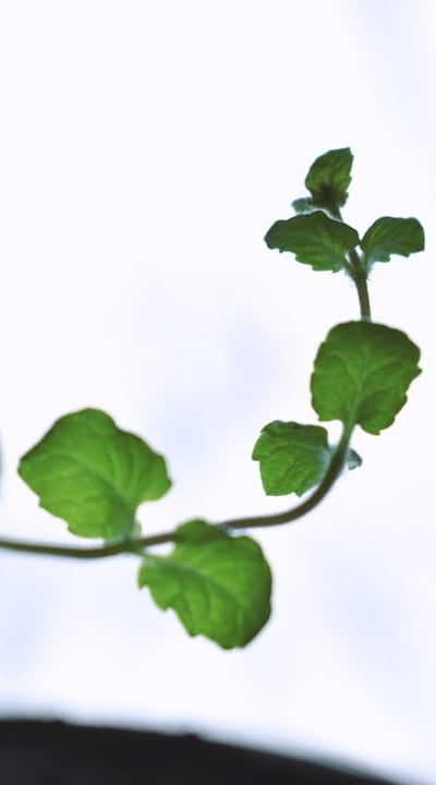 Herb seedlings for a bountiful harvest in containers