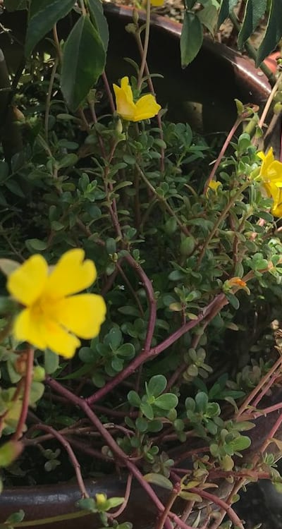Healthy and vigorous herb seedlings for a thriving harvest.
