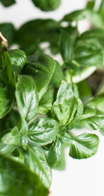 Mastering the art of herb seedling transplanting