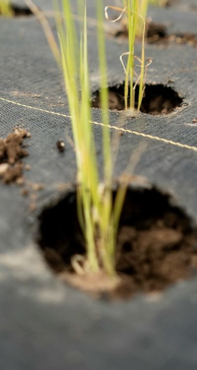 Transplanting perennial flower seedlings into the garden