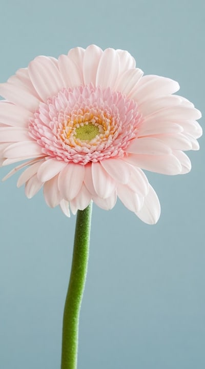 Transplanting perennial flower seedlings for long-term success and vitality.