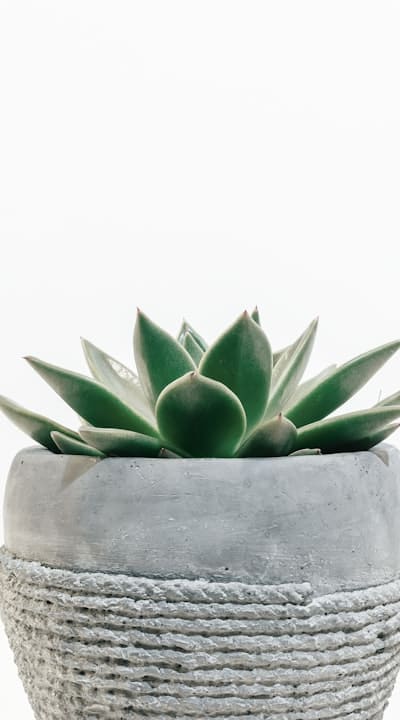 Biennial flower seedlings in a garden