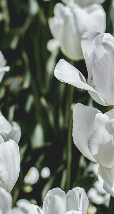 Seedlings with strong stems, vibrant leaves, and well-developed roots.