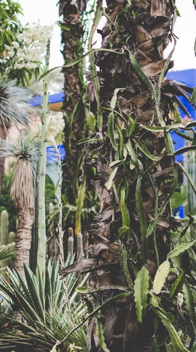 Key tips for successful organic seed starting