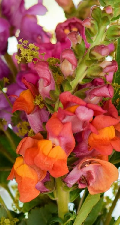 Transplanting snapdragon seedlings