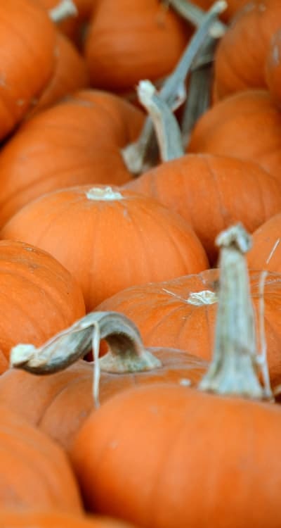 Healthy squash seedlings ready for planting
