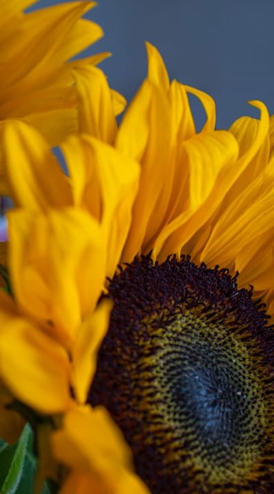 Gradually acclimatize seedlings to outdoor elements with hardening off process