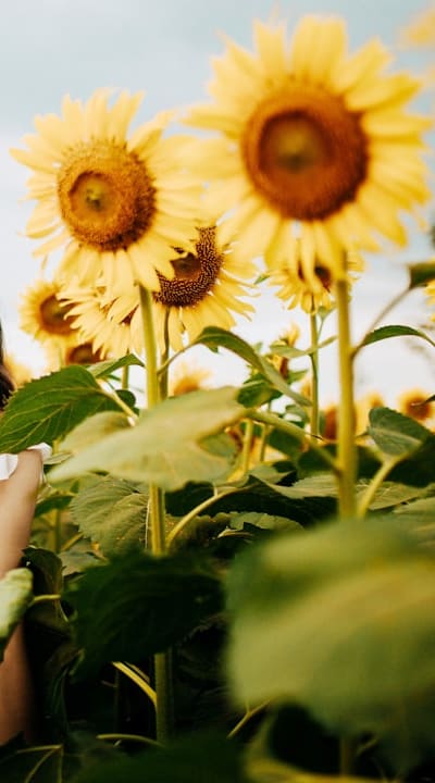 Preventing transplant shock: Gradually expose seedlings to sunlight.