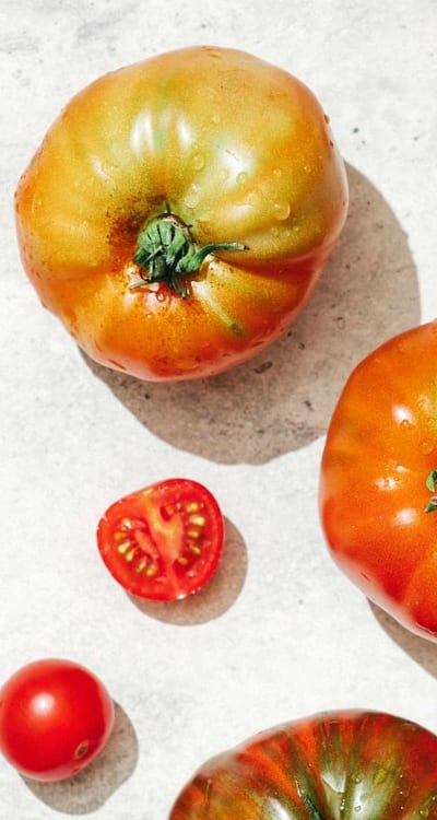 Watering and fertilizing tomato seedlings for optimal growth.