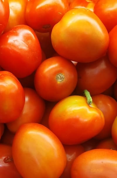 Protecting tomato seedlings from pests and diseases