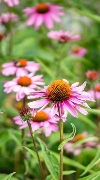 Alt text: Growing healthy wildflower seedlings with proper fertilization.