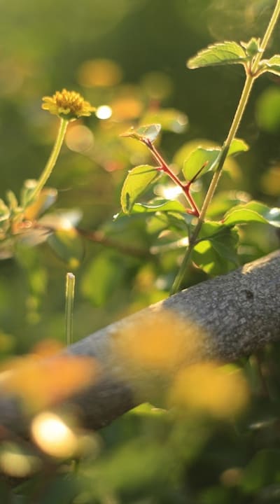 Transplanting wildflower seedlings at the right time.