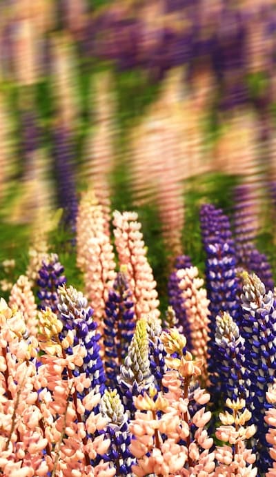 Transplanting wildflower seedlings into the garden