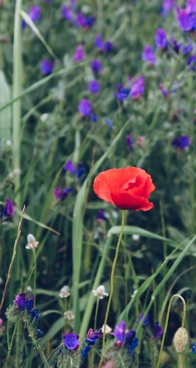 Watering, weeding, and pest protection for wildflower seedlings.