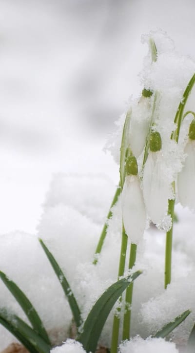 Awaiting the Colorful Blooms of Wildflowers