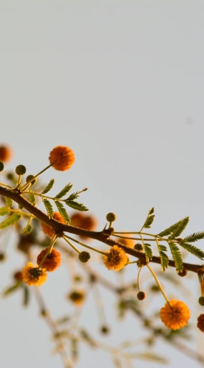 Promising wildflower seedlings in a diverse garden