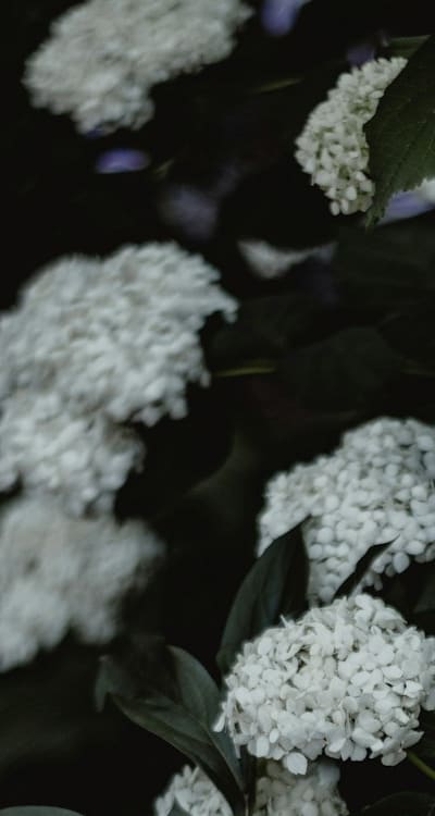 Identifying and removing weaker seedlings for optimal growth.