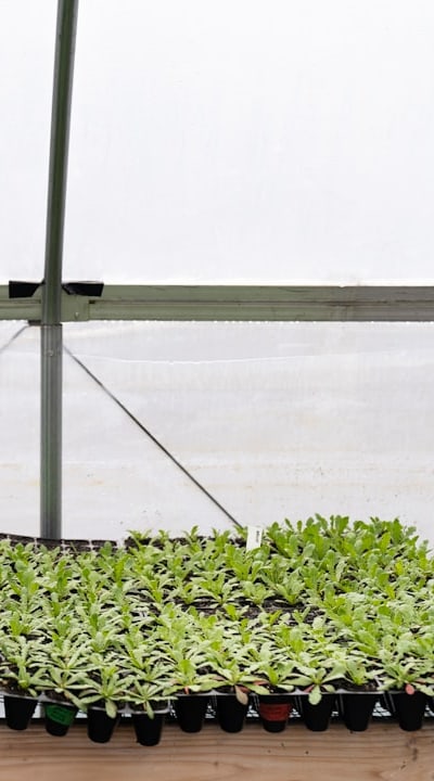 Fertilizing biennial flower seedlings and monitoring their growth.