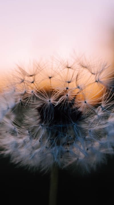 Certified organic seeds - supporting sustainable agriculture