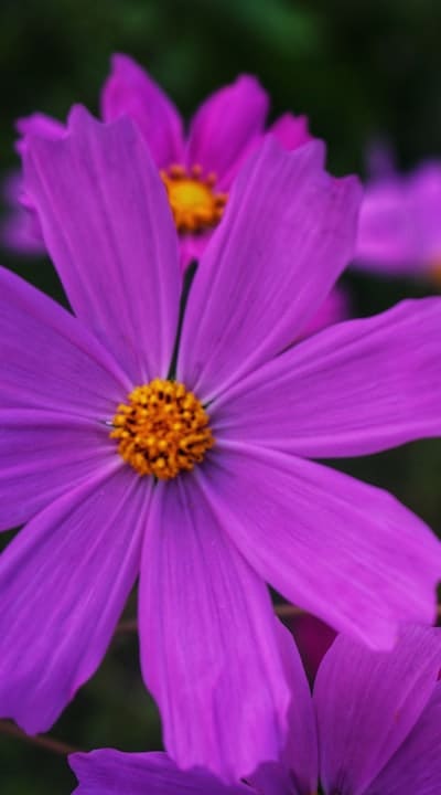 Planting aster seeds in early spring for optimal growth.