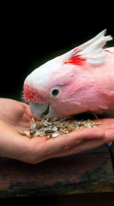 High-quality seeds and tips for successful beet growing.