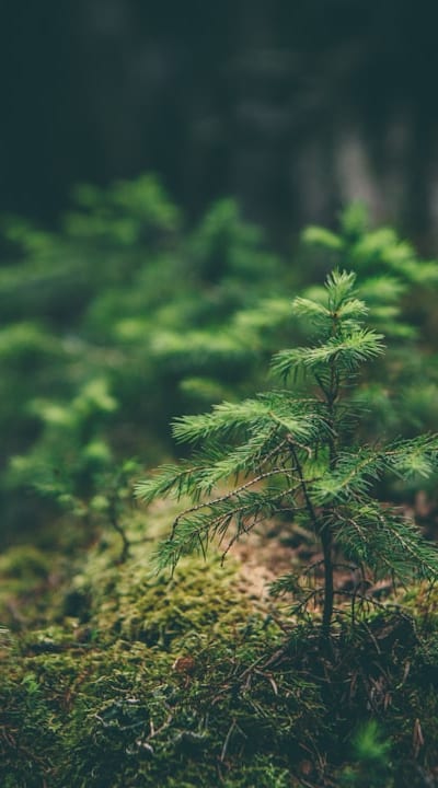 A wide variety of climbing plant seeds for your garden.