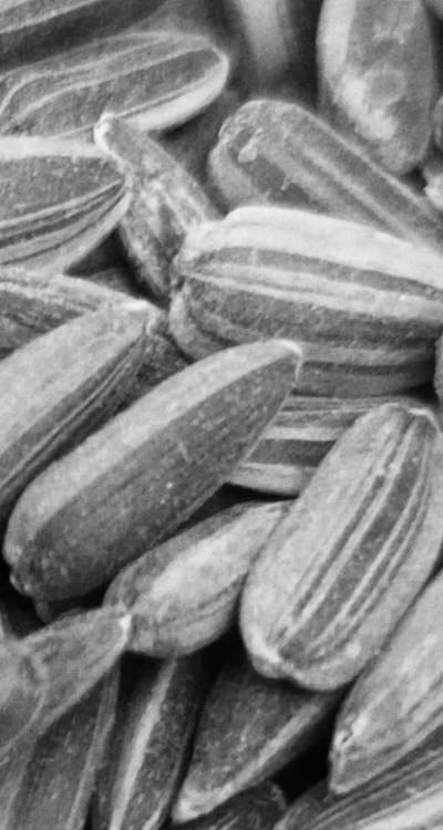 Choosing high-quality organic seeds for successful growth