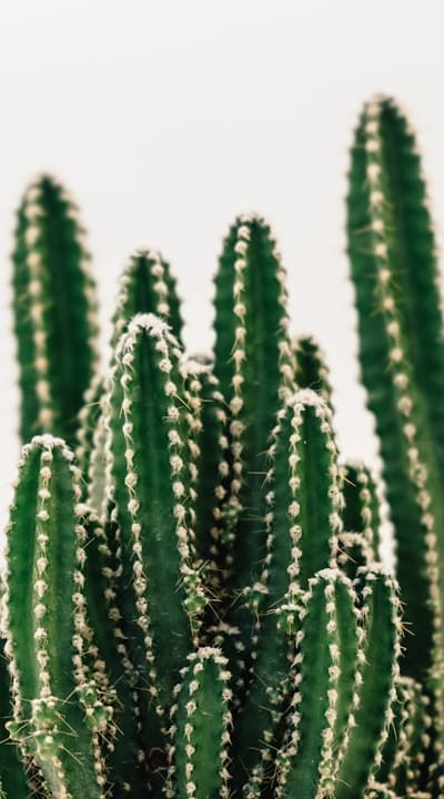 Dicot seeds germinate differently under different light conditions.