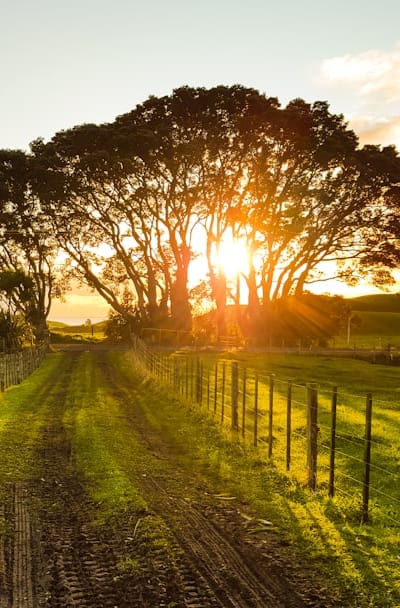 Alt text: A collection of organic seeds promoting biodiversity.