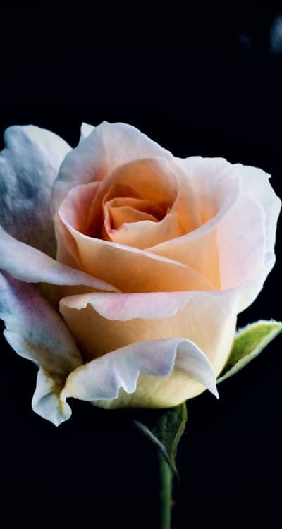 Alt text: Choosing the right seeds for your cut flower garden.