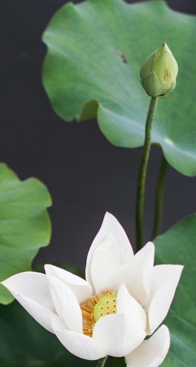 Overcoming challenges in germinating biennial flower seeds