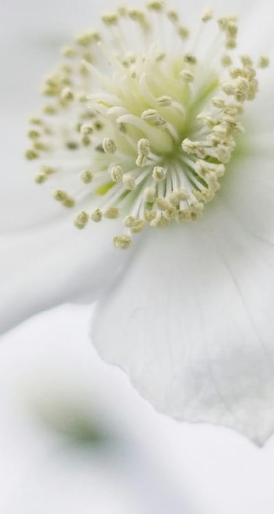 Choosing organic seeds for a healthier garden