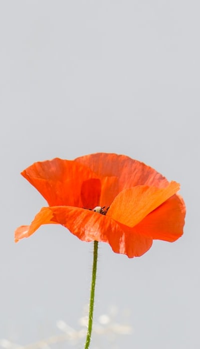 Image: A gardener sowing flower seeds in a garden.
