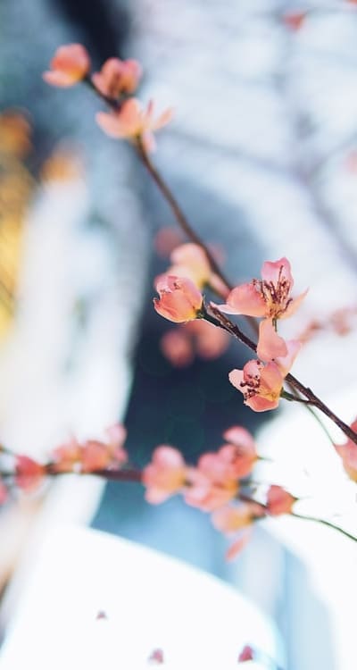 Cost-effective cut flower gardening with vibrant blooms
