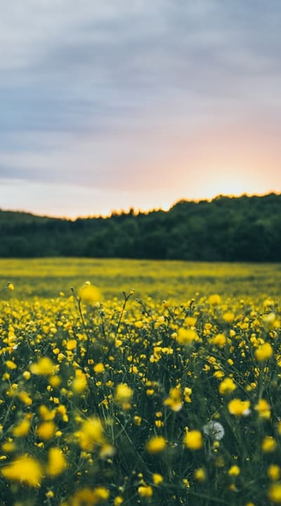 Organic flower seeds for sustainable and natural gardening.