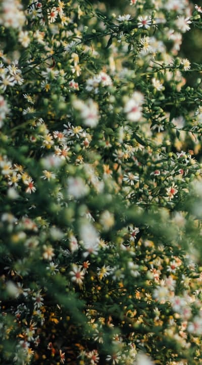 Choosing affordable cut flower seeds for vibrant blooms.