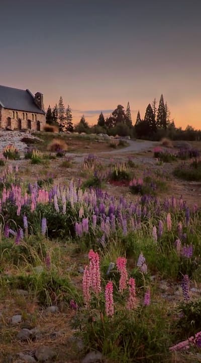 Growing flowers from seed indoors for optimal growth.