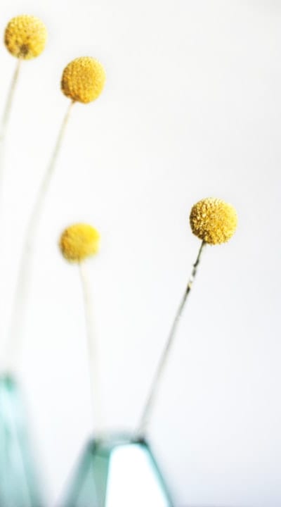 Organic flower gardening with a variety of cut flowers.