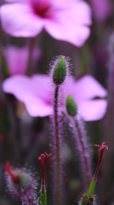 Growing flowers from seeds: the magical journey of life.