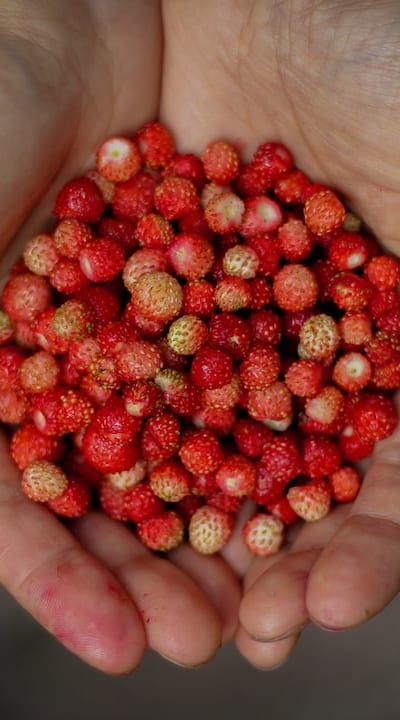 Organic fruit seeds: nutritious, eco-friendly, and affordable.