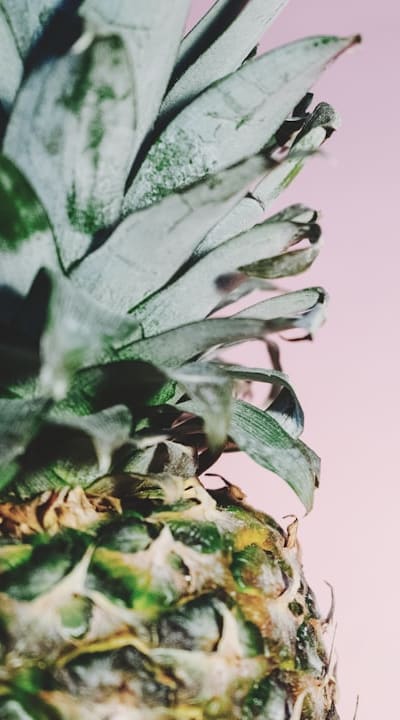 Organic seed companies offer high-quality and certified seeds.