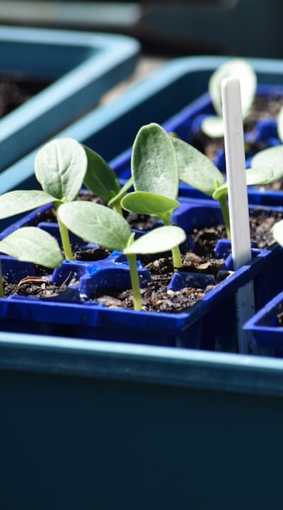 Selecting the right seeds for successful fruit seed propagation.